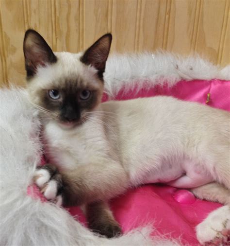 siamese kittens for sale orlando fl|siamese cat adoption near me.